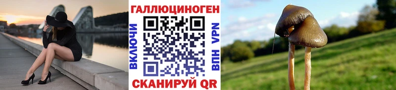 Галлюциногенные грибы Psilocybe  Гулькевичи 